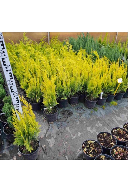 Кипарисовик Голден Вондер - 3л/вис.40-60см/Ø20-25см